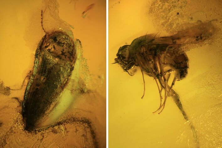 Fossil Fly (Diptera) And Beetle (Coleoptera) In Baltic Amber #120587